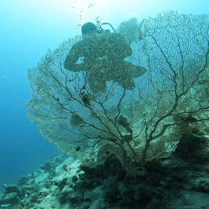 Diver silhouetted behind a massive gorgonian fan coral in the Red Sea, deep blue water