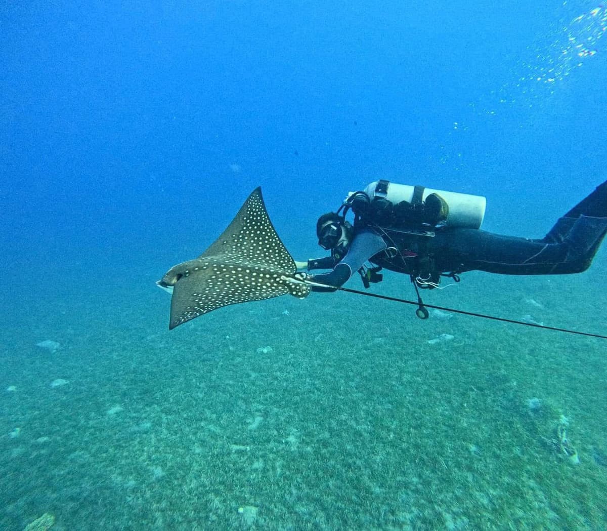 Diver swimming right alongside a spotted eagle ray in open blue water, the ray's white-spotted wings spread wide