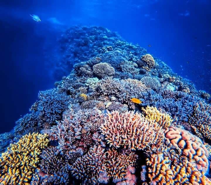 Massive coral pinnacle covered in orange, pink, yellow and blue hard corals rising from the reef, small fish swimming around it