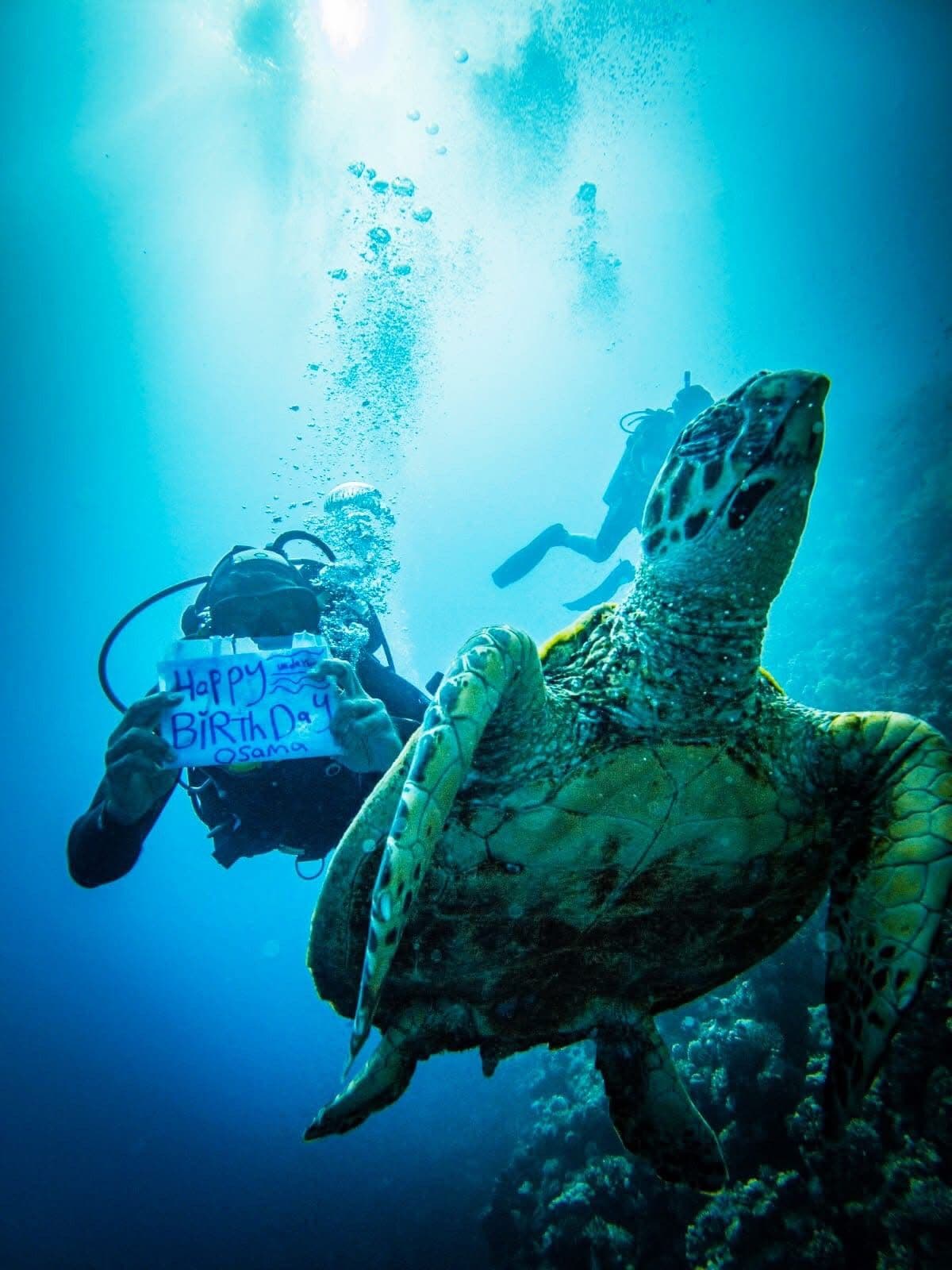 Diver holding a handwritten Happy Birthday Osama slate underwater while a large green sea turtle swims right past in the foreground, sunlight streaming from above