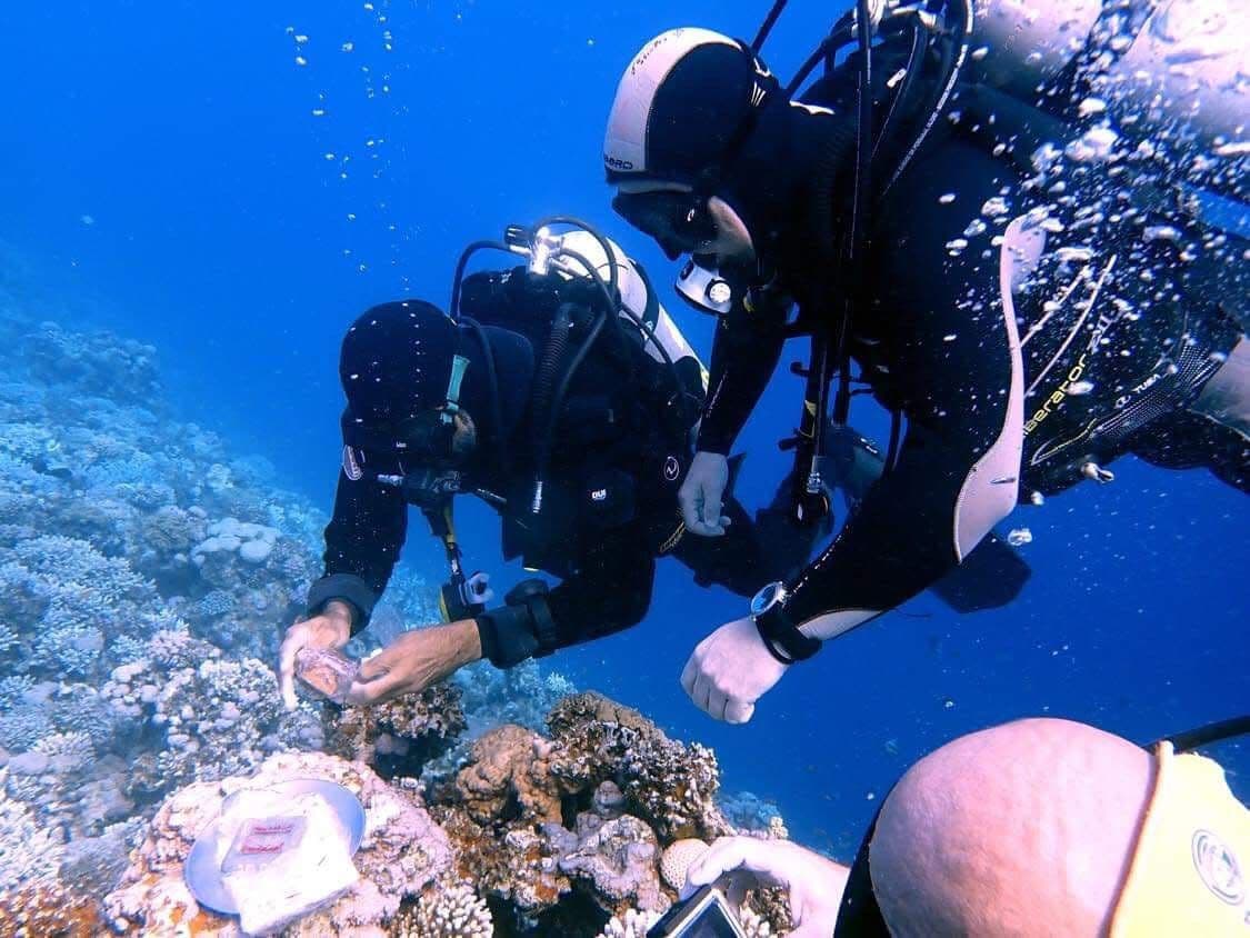 Two divers hovering above the coral reef placing the proposal card and ring box on the coral, one reaching down, the other watching, a third diver with a camera visible on the right, deep blue Red Sea background