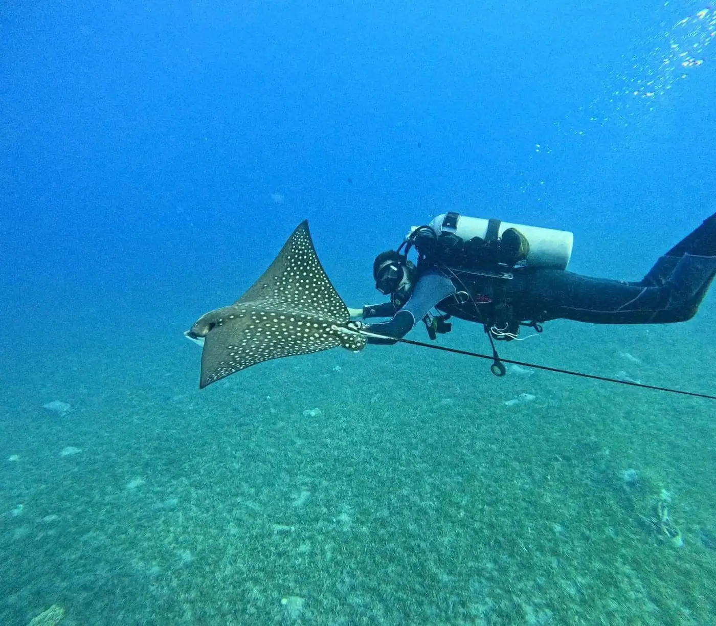 A spotted eagle ray gliding over the shallow reef plate at Dahab, a diver following behind it