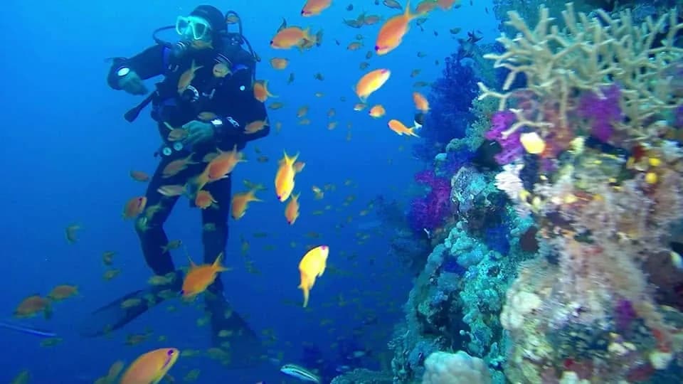 A diver beside a coral wall in a crowd of orange anthias, soft corals in purple on the rock