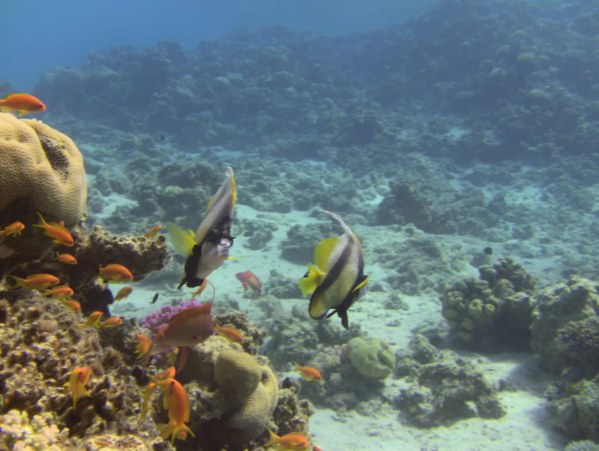 Butterflyfish over the coral heads on the shallow reef at Dahab