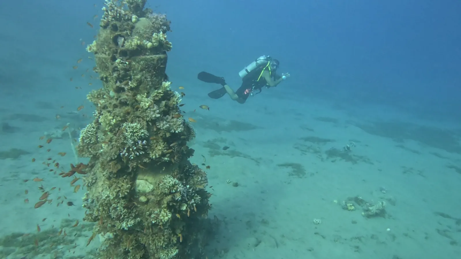 A coral-crusted pillar at Lighthouse reef, Dahab
